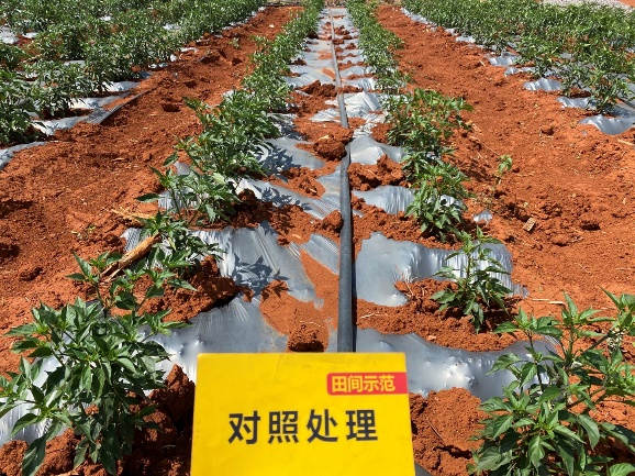 5月5日对照田整体长势.jpg