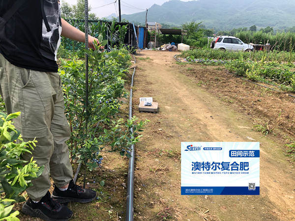示范田株高_副本.jpg