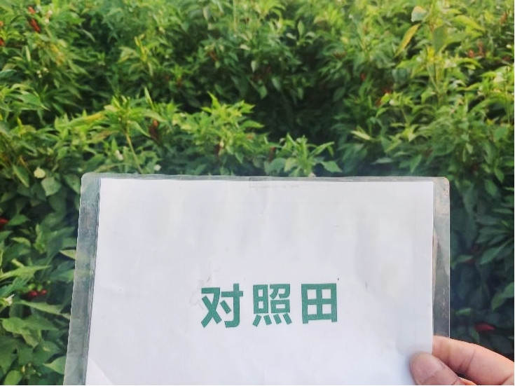 图片8，9月9日对照田辣椒长势_副本.jpg