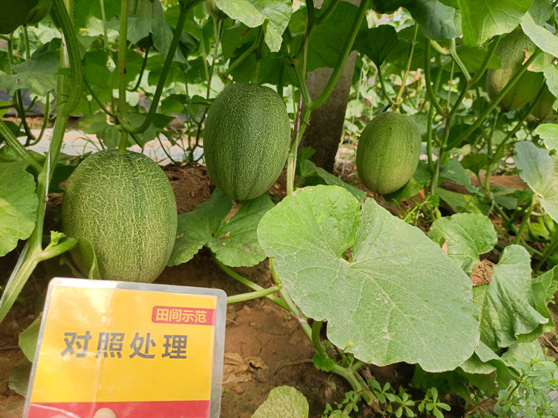 对照田甜瓜整体结果_副本.jpg
