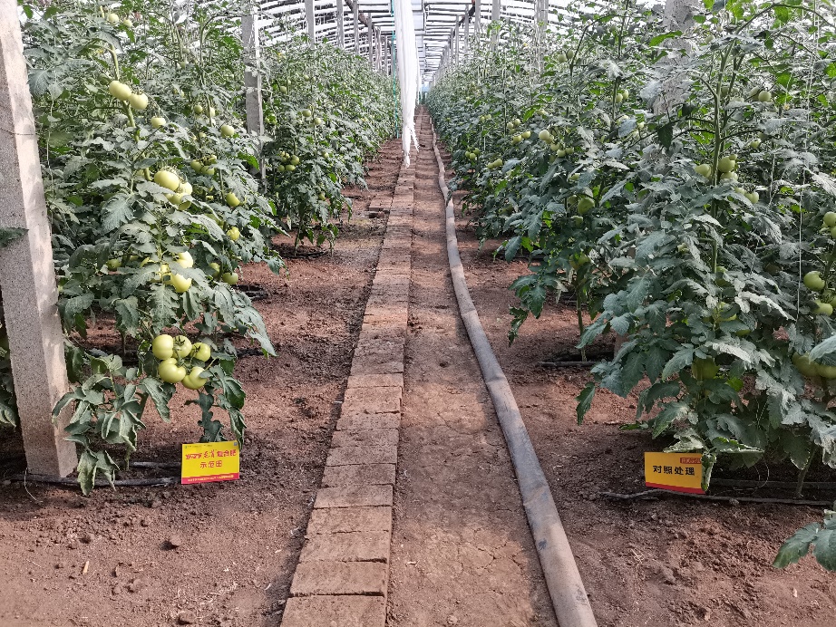 图2  8月3日洋丰至尊番茄示范田回访.jpg